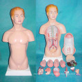 45cm Partes americanas del cuerpo humano modelo médico de la anatomía